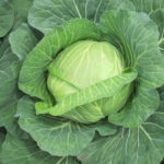 【社会】キャベツ“1個1000円”高すぎて買えない！卸売価格3倍。業者「15年で一番の異常事態」「餃子が作れない」