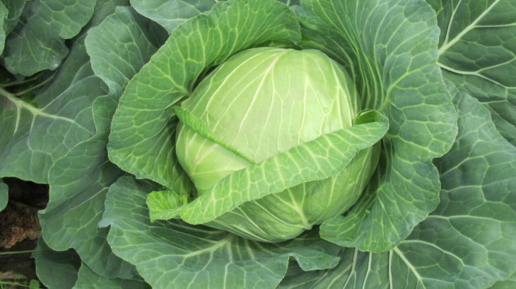 【社会】キャベツ“1個1000円”高すぎて買えない！卸売価格3倍。業者「15年で一番の異常事態」「餃子が作れない」