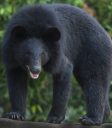 【社会】「ヒグマとツキノワグマの悪魔合体が起きている」…！いま秋田の猟師たちが恐れる「最凶のハイブリッド熊」の正体