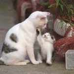 シアトルの猫たちとのふれあい！岩合光昭のアメリカ旅行記