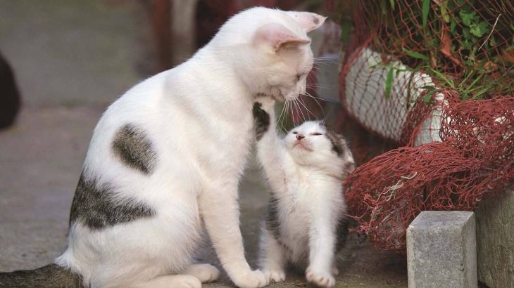 シアトルの猫たちとのふれあい！岩合光昭のアメリカ旅行記