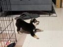 【社会】「犬との遊び方これでいいんだっけ？」300万再生された光景が、電車で見たら終わる　「おなか痛いwwww」「楽しいならOKです！」